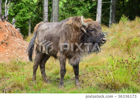 European Bison in the forest. Bison bonasus European Bison in the forest. Bison bonasus 36336173