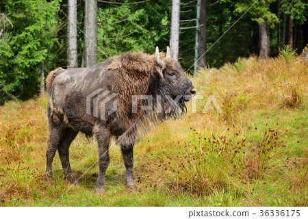 European Bison in the forest. Bison bonasus European Bison in the forest. Bison bonasus 36336175