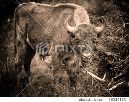 Bison in the forest. Wisent. Bison bonasus 36336183
