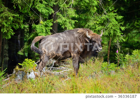 Bison in the forest. Wisent. Bison bonasus Bison in the forest. Wisent. Bison bonasus 36336187