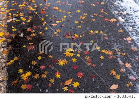 Fallen leaves Fallen leaves 36336415