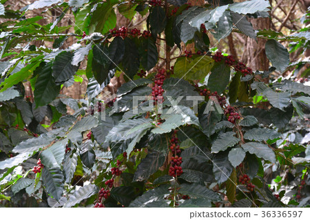 Coffee bean, coffee cherries or coffee berries Coffee bean, coffee cherries or coffee berries 36336597