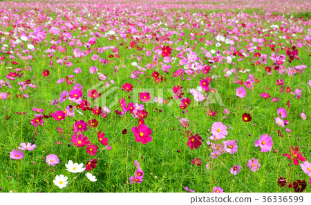 Cosmos colorful flower in the field. Cosmos colorful flower in the field. 36336599