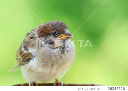 Sparrow's nest standing 1 bird 36336610