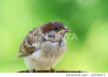Sparrow's nest standing 1 bird 36336611