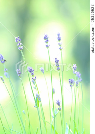 淡紫色花綠色背景紫色花 36336628