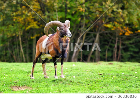 Big european moufflon in the natural environment 36336836