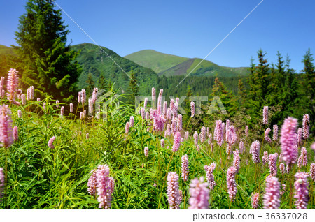 Common bistort (Persicaria bistorta) 36337028