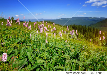 Common bistort (Persicaria bistorta) Common bistort (Persicaria bistorta) 36337043