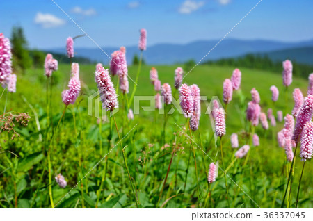Common bistort (Persicaria bistorta) Common bistort (Persicaria bistorta) 36337045