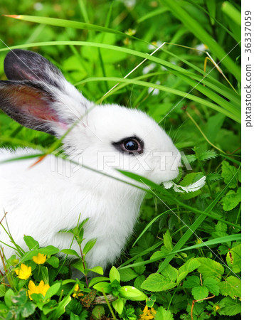 Baby white rabbit on grass 36337059