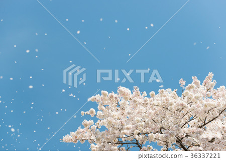 Cherry Blossom Fubuki 36337221