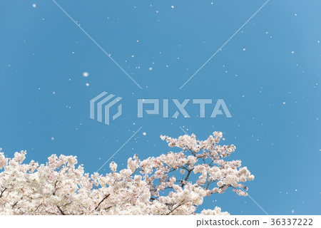 Cherry Blossom Fubuki 36337222