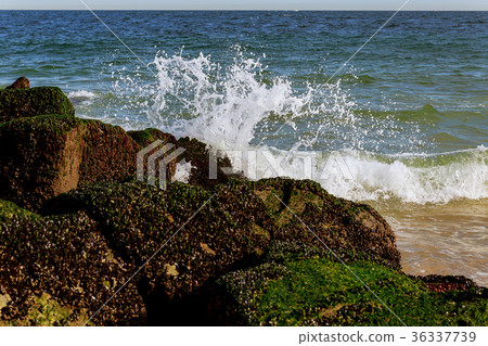 Big waves breaking on the shore with sea foam Big waves breaking on the shore with sea foam 36337739