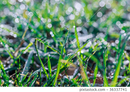 Fresh green dill growing in the garden covered  36337741