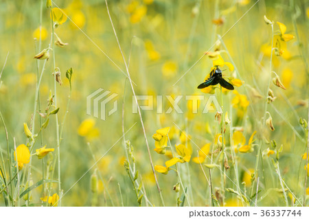 Insect eating Xylocopa pollen. Insect eating Xylocopa pollen. 36337744