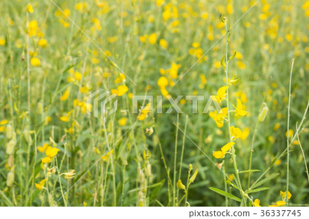 Sunhemp flower farm on spring Background. Sunhemp flower farm on spring Background. 36337745