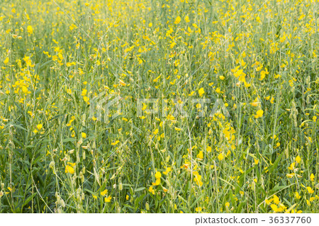 Sunhemp flower Fully grown in garden. Sunhemp flower Fully grown in garden. 36337760