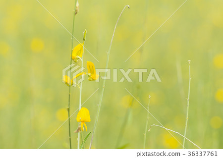 Close-up Sunhemp flower farm on spring Background. Close-up Sunhemp flower farm on spring Background. 36337761