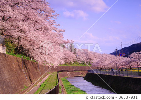 Well! ! Sakura-dori (from Nose Electric Railway Nissho Chuo Station) 36337931
