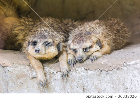 Close-up two Meerkat. 36338020