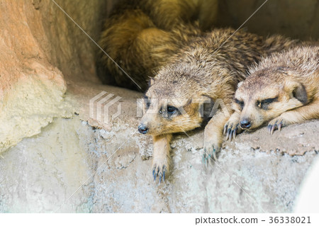 Close-up two Meerkat. 36338021