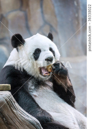 Panda Eating Red Apple in Mouth. 36338022