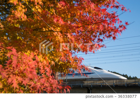 已經開始著色的700系列新幹線和Momiji 36338077