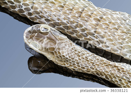 Shedding snake skin with reflection Shedding snake skin with reflection 36338121