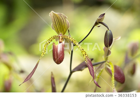 Paphiopedilum Paphiopedilum 36338153