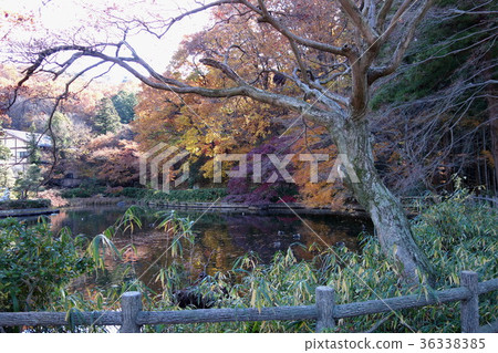 足利市和Nagarinji寺的12月 36338385