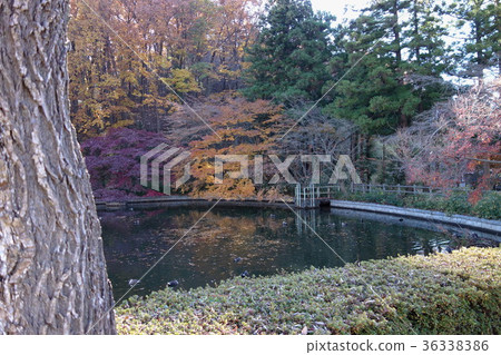 足利市和Nagarinji寺的12月 36338386