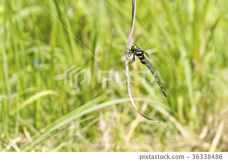 Onyangma Onyangma 36338486