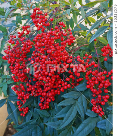 South Heaven, how, it seems that the red fruit of Nanten will turn the difficulty with a bell South Heaven, how, it seems that the red fruit of Nanten will turn the difficulty with a bell 36338579