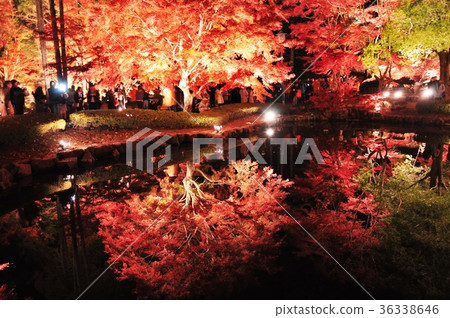 栃木公園顛倒Sagamiji 36338646