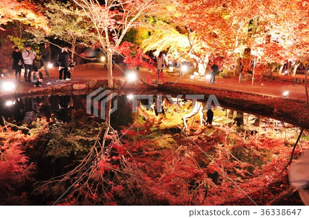 栃木公園顛倒Sagamiji 36338647