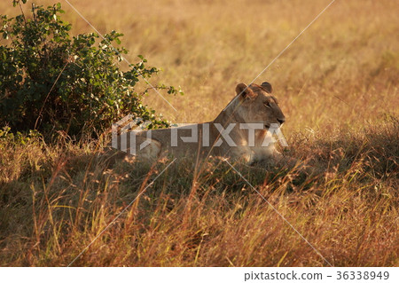 獅子2(馬賽馬拉) 獅子2(馬賽馬拉) 36338949