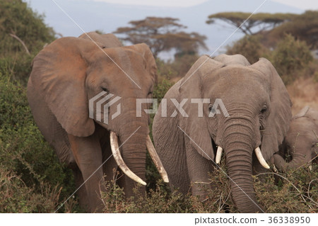 大象(安博塞利) 大象(安博塞利) 36338950