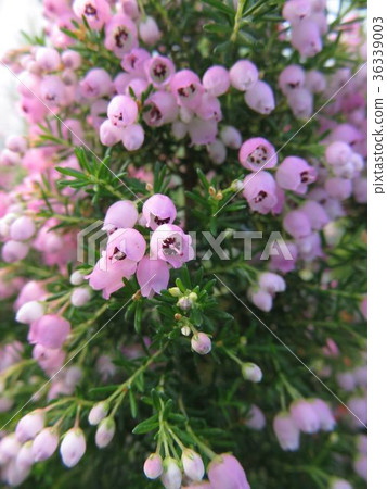 Erika Melansera Erika Melansera 36339003