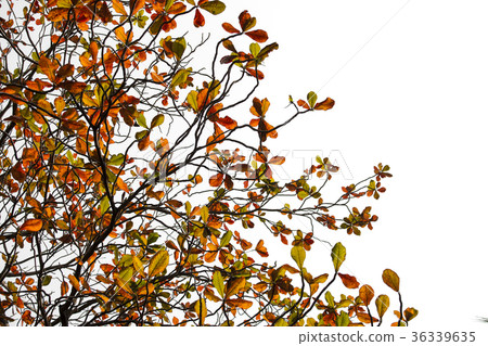 Terminalia catappa leaves autumn season. Terminalia catappa leaves autumn season. 36339635