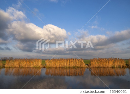 Reed lights up in the evening light 36340061