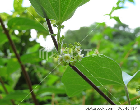 Flowers 36340487