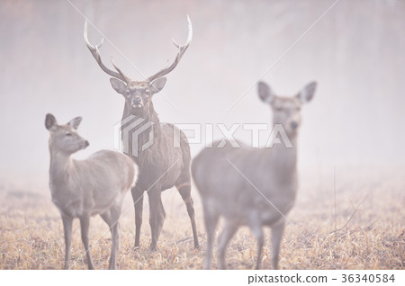 Herd of sika deer who met in the fog performance (Hokkaido) 36340584