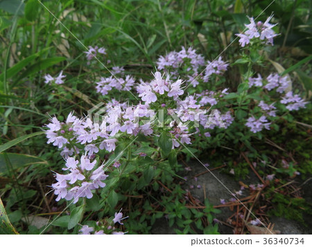 Flower of Ibuki muskou 36340734