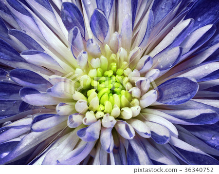 White-blue  chrysanthemum flower. Macro.  36340752
