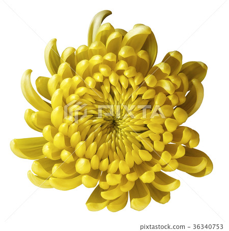 Yellow flower chrysanthemum. isolated background Yellow flower chrysanthemum. isolated background 36340753