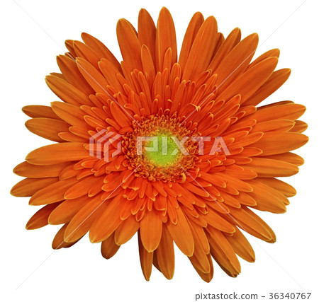 Red gerbera flower, white isolated background  36340767