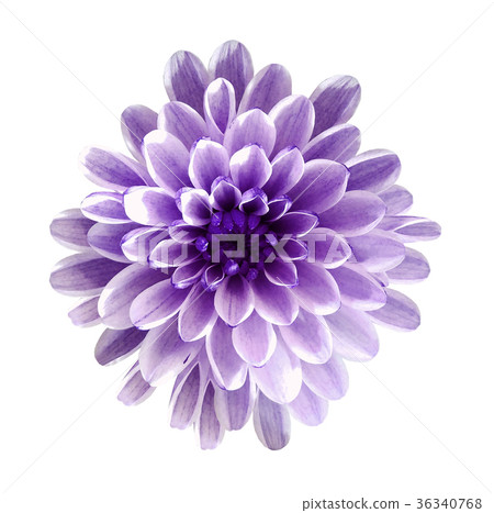 violet flower chrysanthemum isolated background 36340768