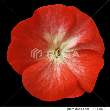 red flower geranium. black isolated background 36340769