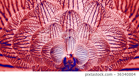 Orchids red-blue. background of flowers orchids. 36340804